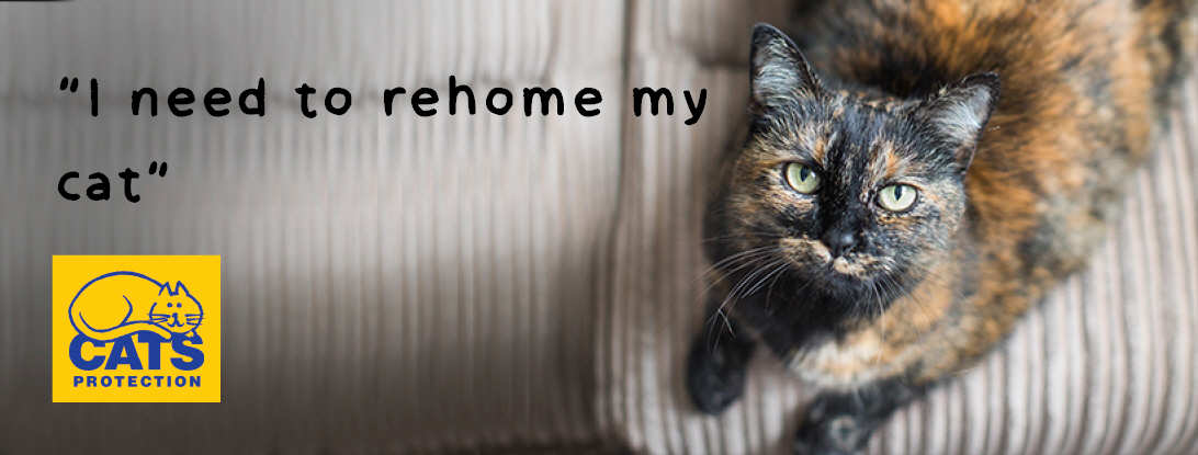 i-need-to-rehome-my-cat
